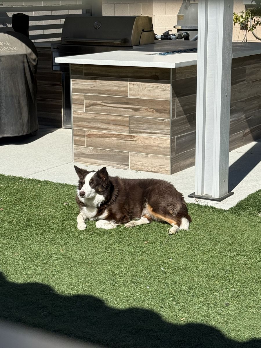 Rehoming Australian shepherd