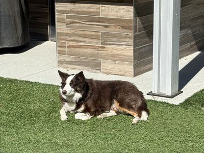 Rehoming Australian shepherd