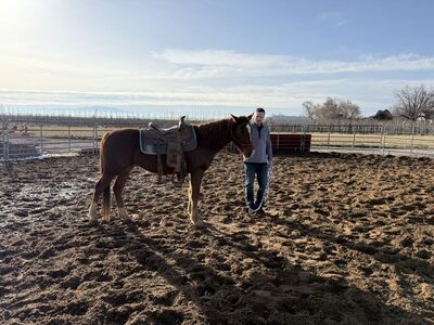 3yr old grade Gelding