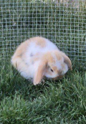 holland lop babies available