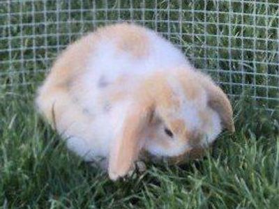 holland lop babies available