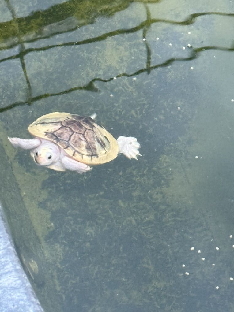 Extremly Rare Piebald Red Ear Slider Turtle