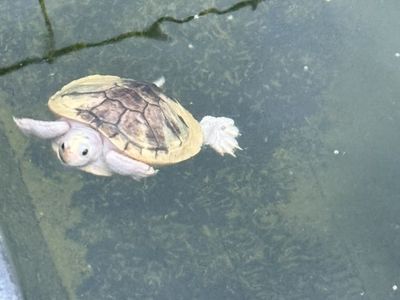Extremly Rare Piebald Red Ear Slider Turtle