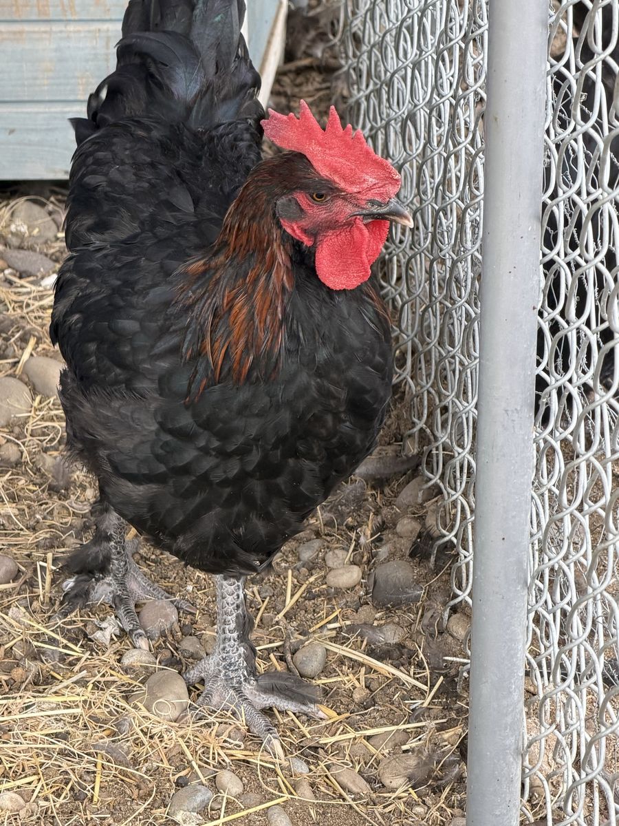 Olive Egger Rooster