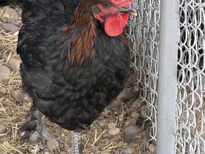 Olive Egger Rooster