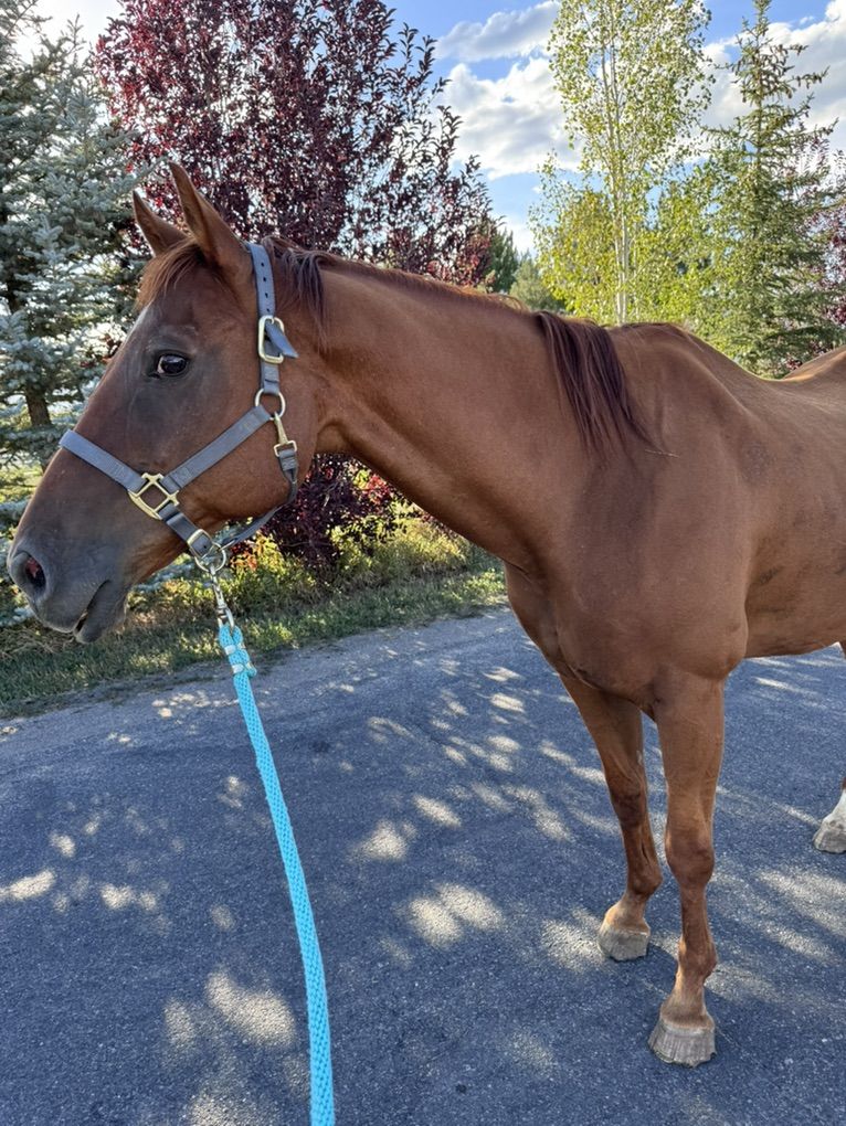 Good Kids Horse Gelding