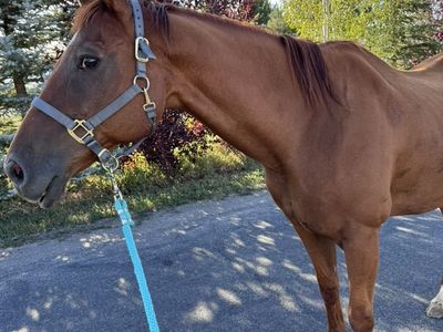 Good Kids Horse Gelding
