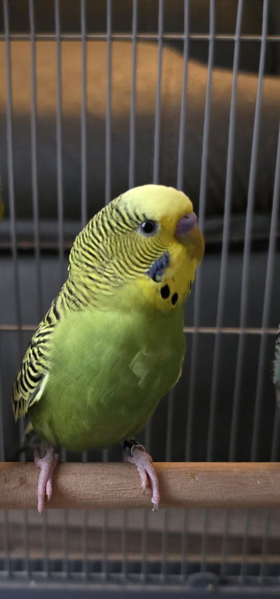 Lost green parakeet