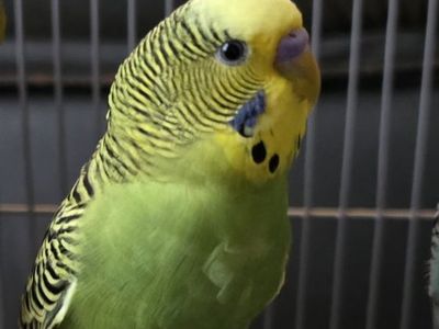 Lost green parakeet