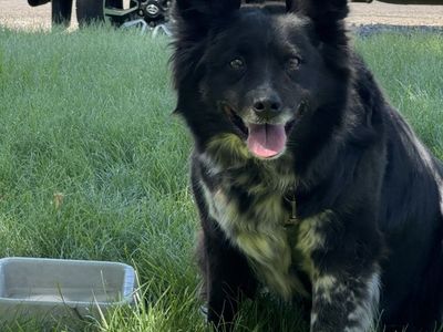 Owner Passed Away - Needs New Home