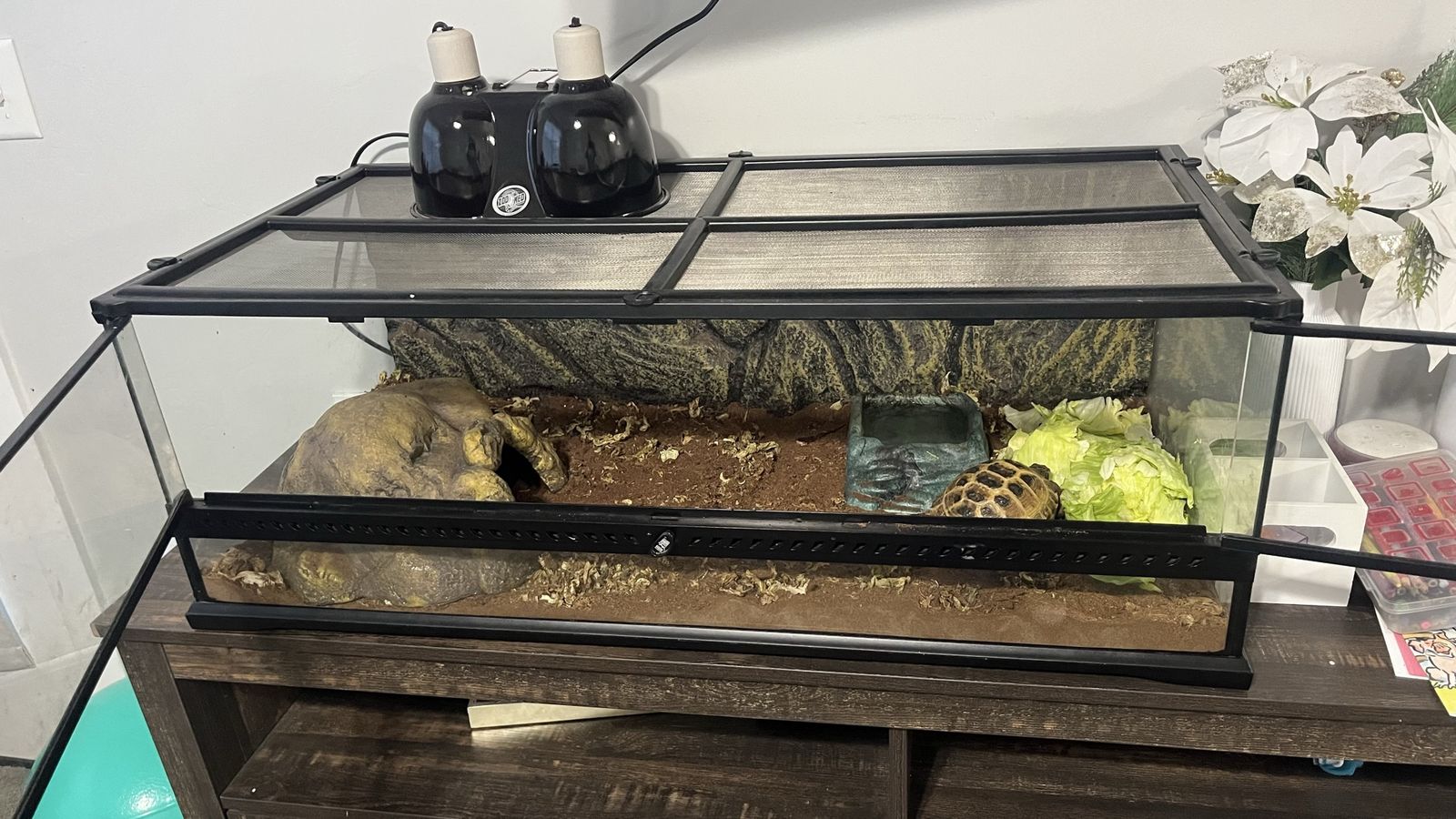 Russian Male Tortoise and Habitat/lamps for sale