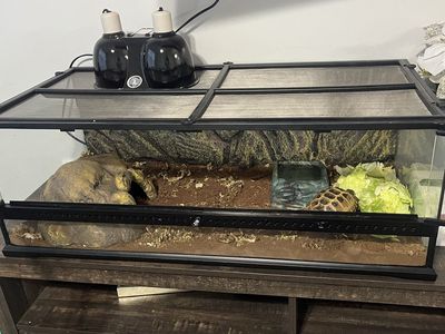 Russian Male Tortoise and Habitat/lamps for sale