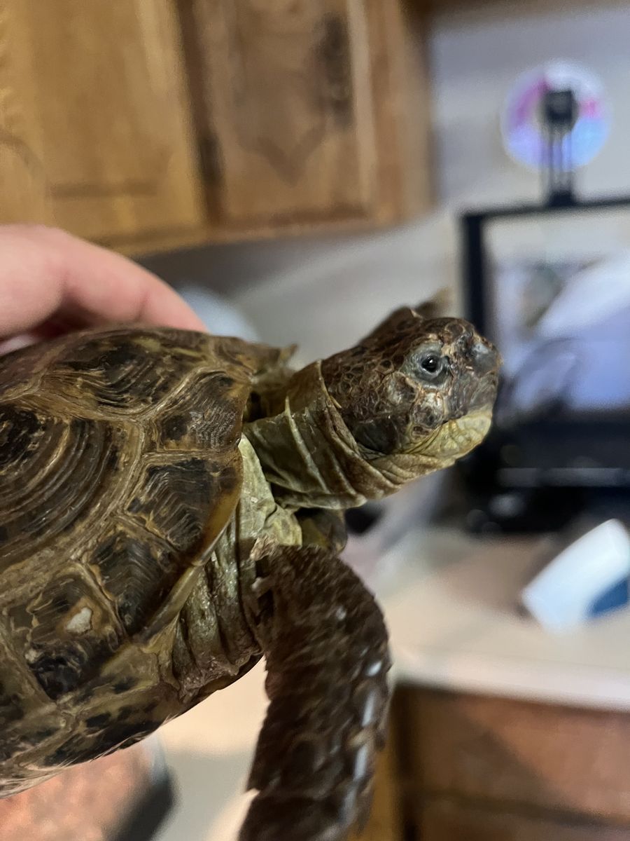 Russian Tortoise, tank, and heat lamps