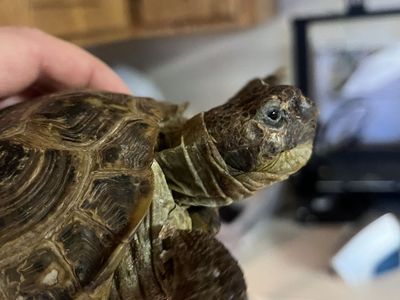 Russian Tortoise, tank, and heat lamps