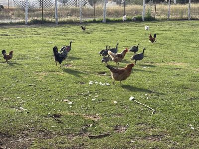 Looking to add to your flock?