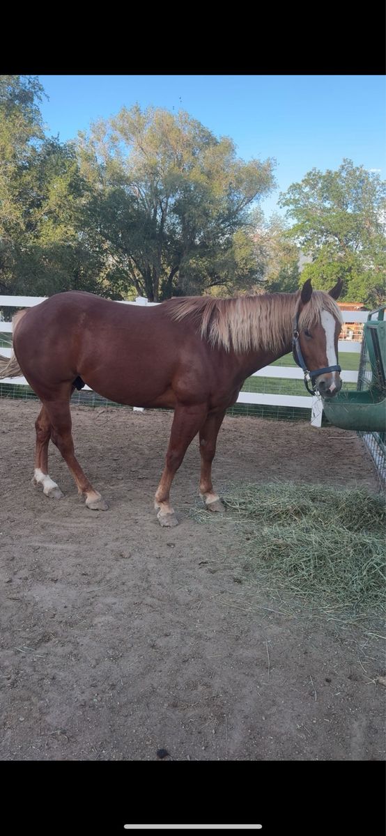 2021 AQHA GELDING - Gentle & Experienced