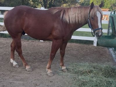 2021 AQHA GELDING - Gentle & Experienced