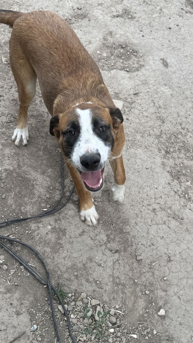Free male 8 month old puppy