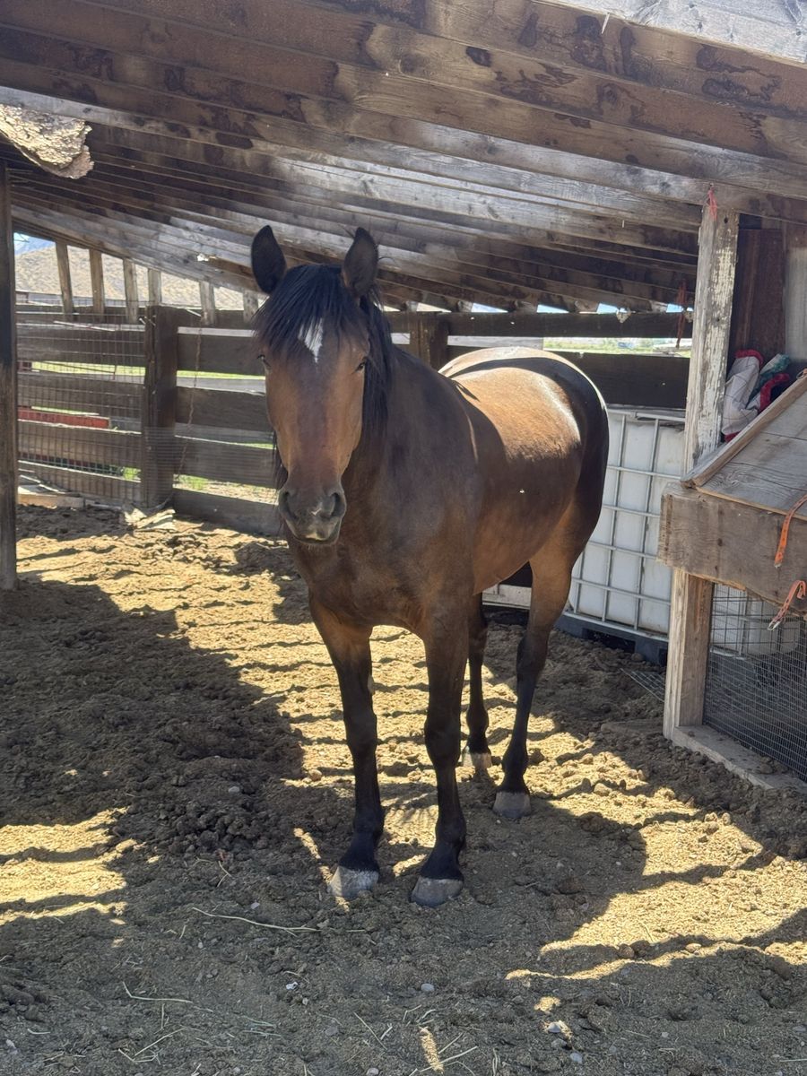 4 year old mustang mare