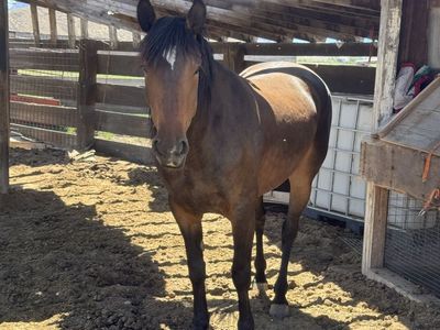 4 year old mustang mare