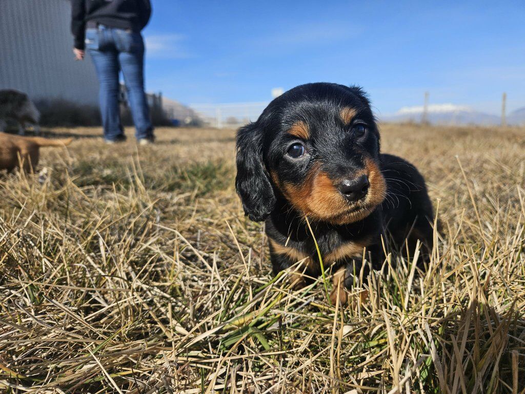 AKC Dachshund puppies
