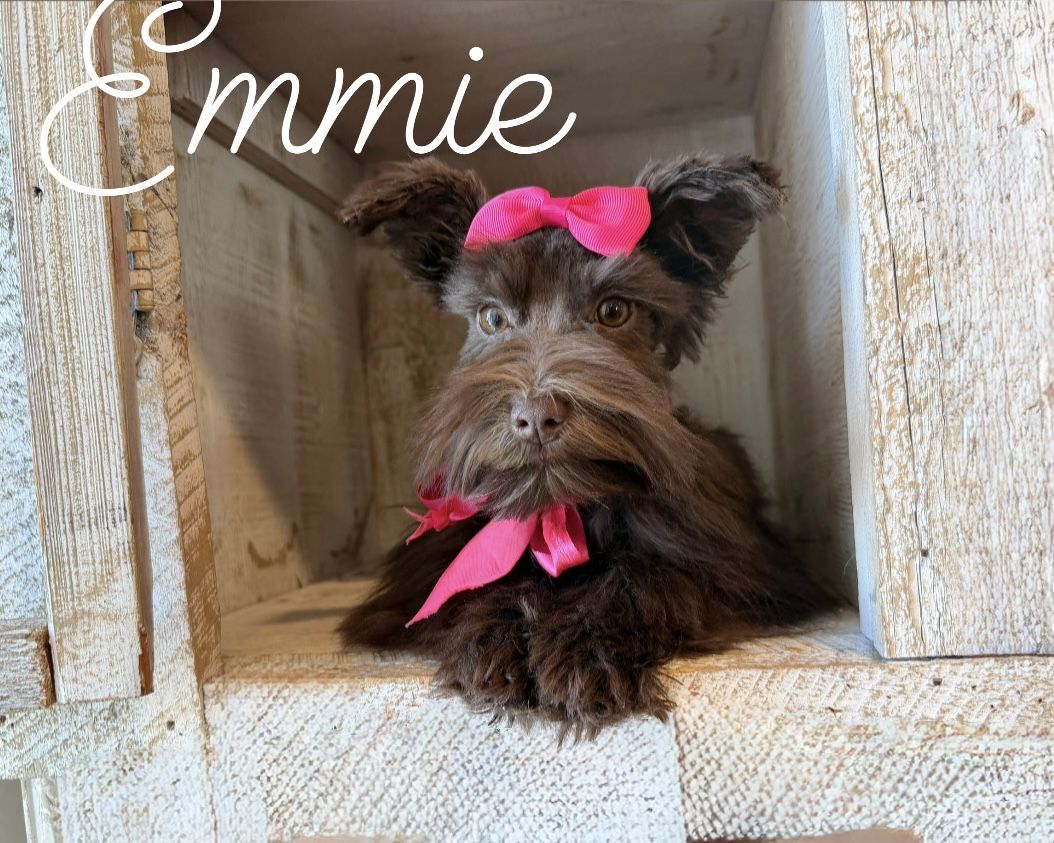 AKC Toy schnauzer puppies