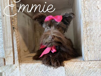 AKC Toy schnauzer puppies