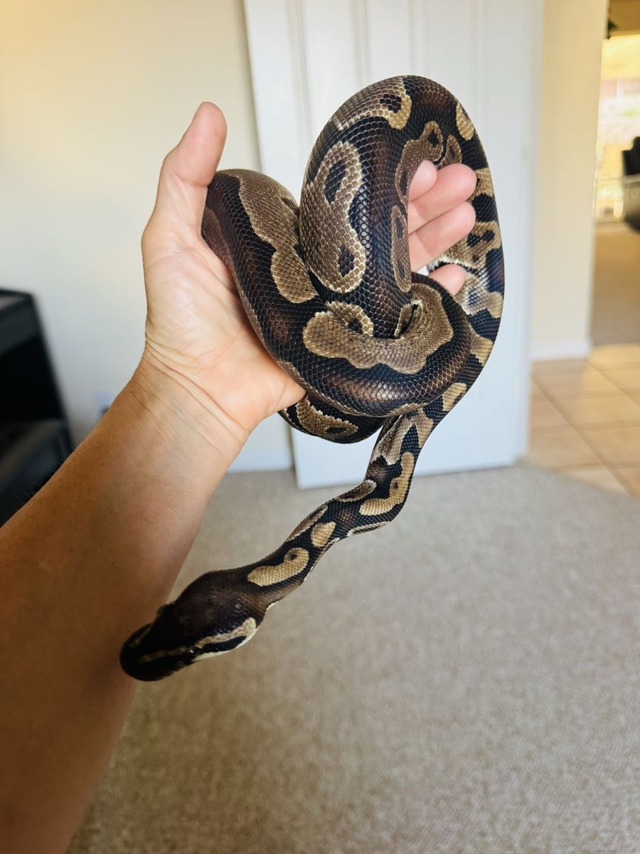 Female ball python
