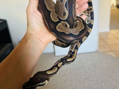 Female ball python