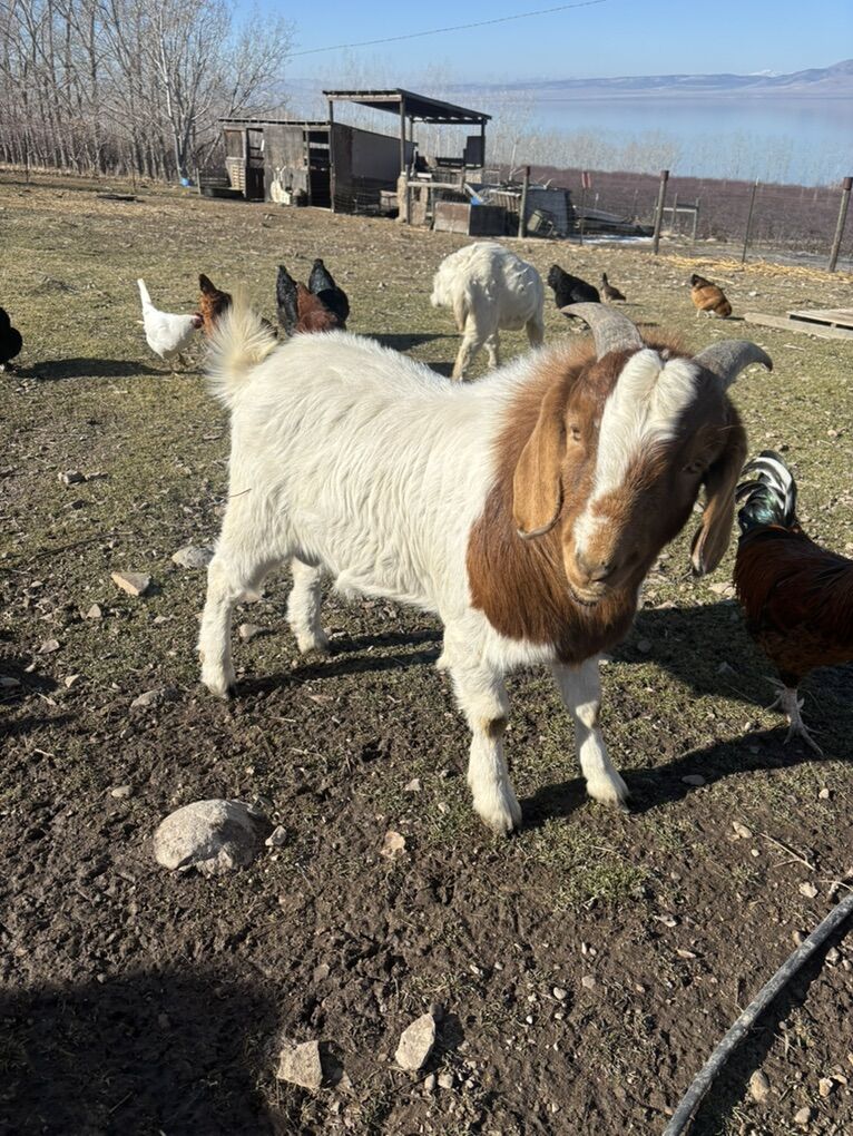 Boer Goat