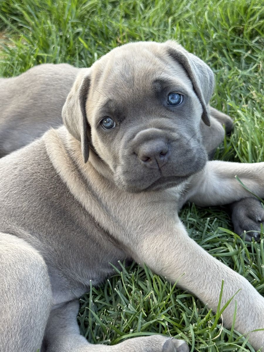 AKC Cane Corso Puppies