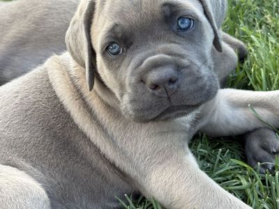 AKC Cane Corso Puppies