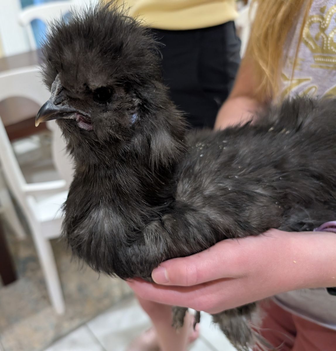 Very Sweet Black Silkie Rooster – 11 Weeks