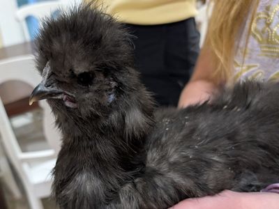 Very Sweet Black Silkie Rooster – 11 Weeks