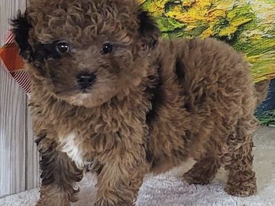 Girl Strawberry – Micro Goldendoodle ($2000)