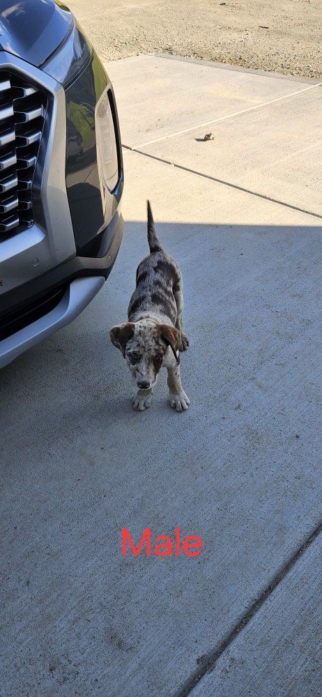 Puppies For Sale
