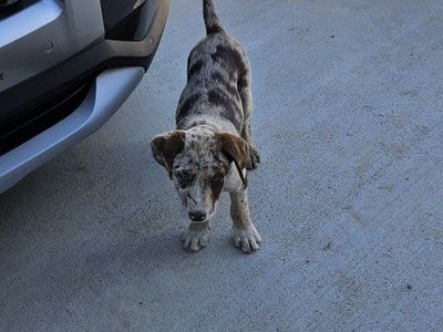 Puppies For Sale