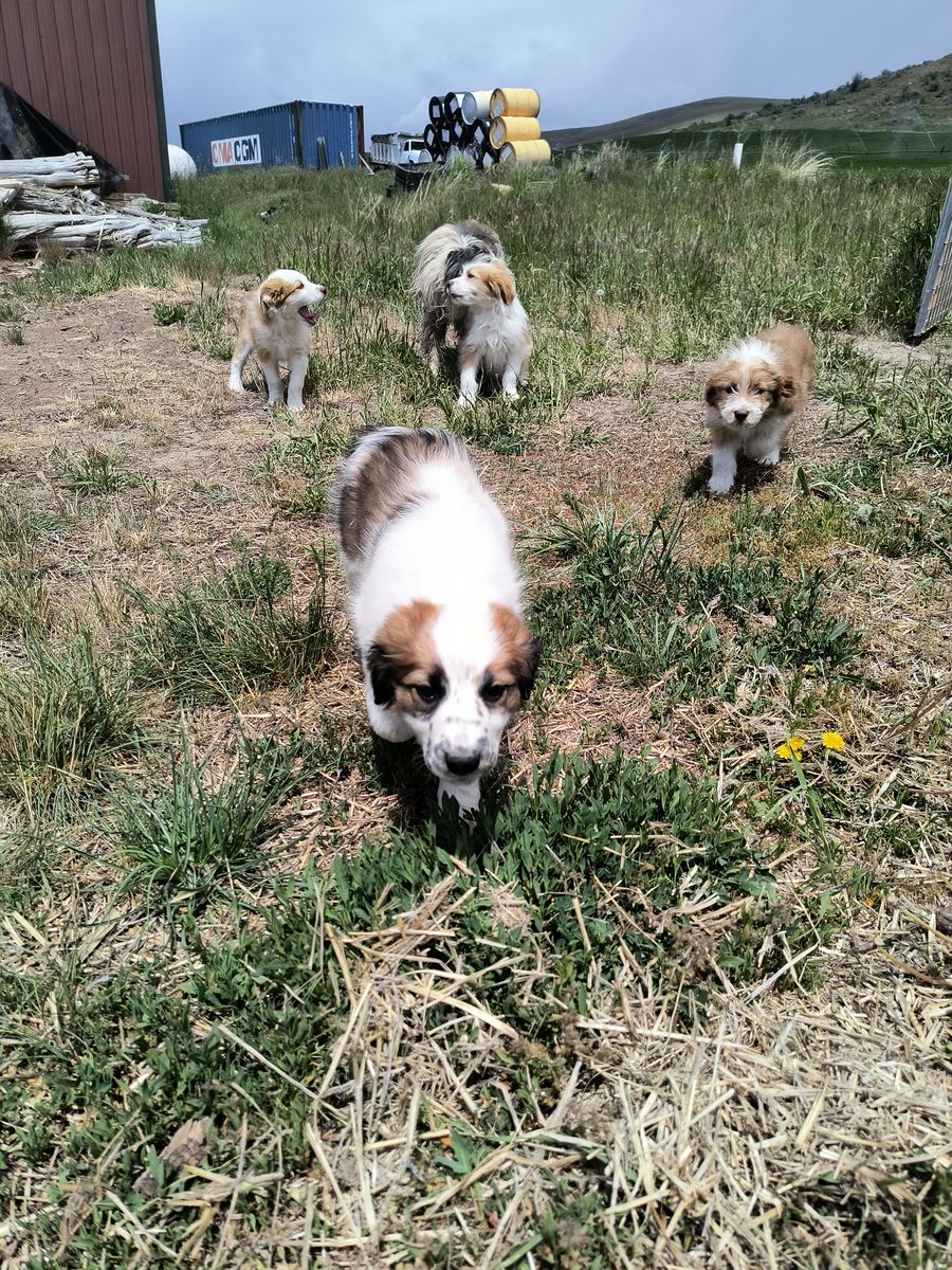 Idaho Shag puppies, family/farm dogs