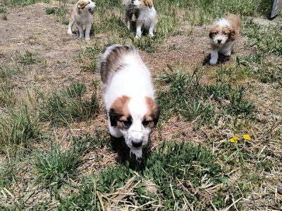 Idaho Shag puppies, family/farm dogs