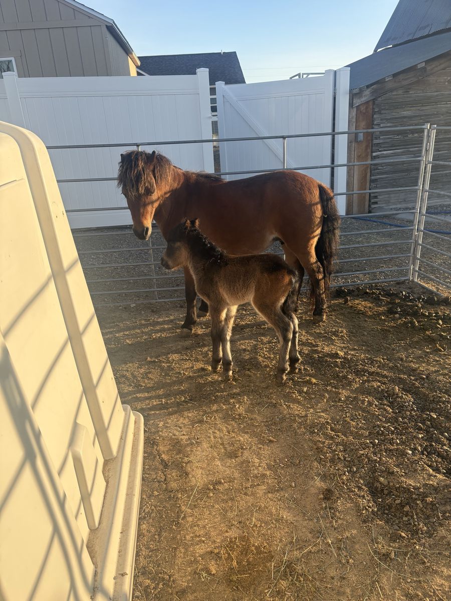 Mini mare with baby colt by her side