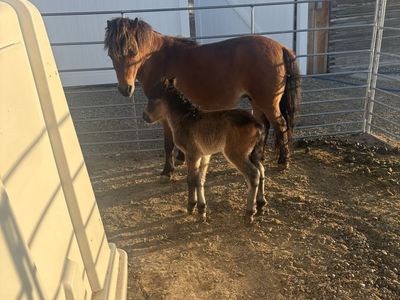 Mini mare with baby colt by her side