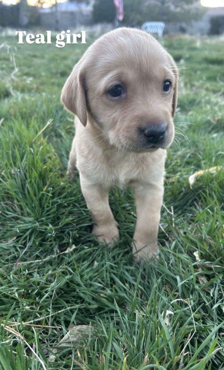 Black And Yellow Pointing Labs