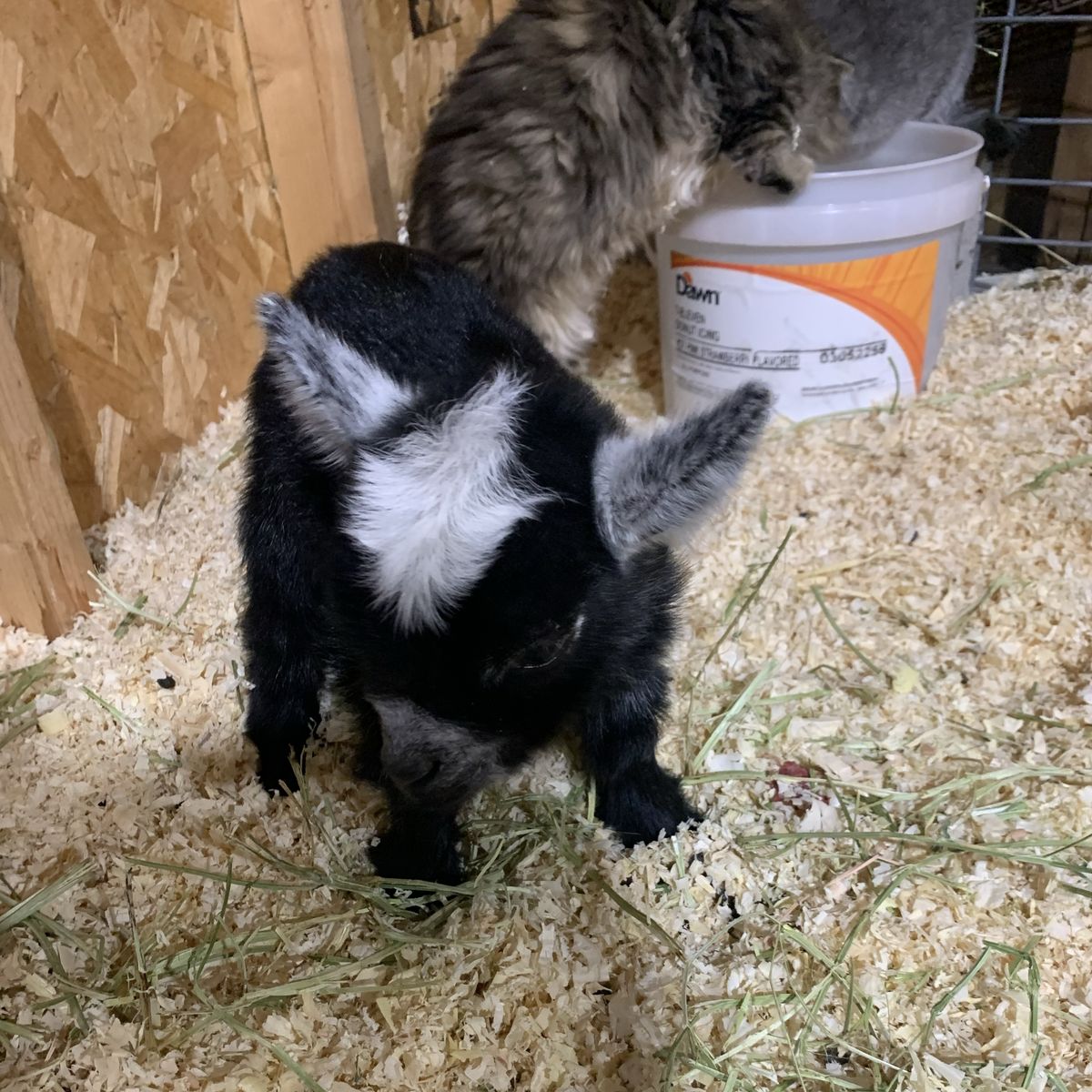 Purebred Pygmy babies