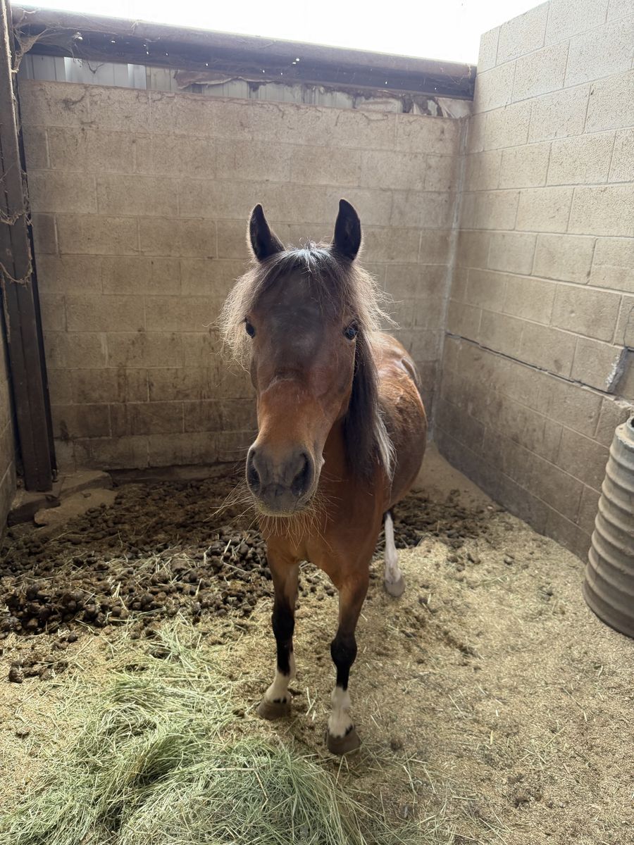 5-Year-Old Shetland Pony - "Peanut" - Broke to Buggy & Saddle - Seal Brown Pinto