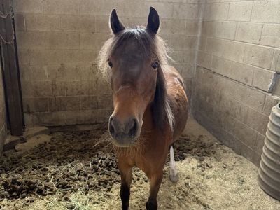 5-Year-Old Shetland Pony - "Peanut" - Broke to Buggy & Saddle - Seal Brown Pinto