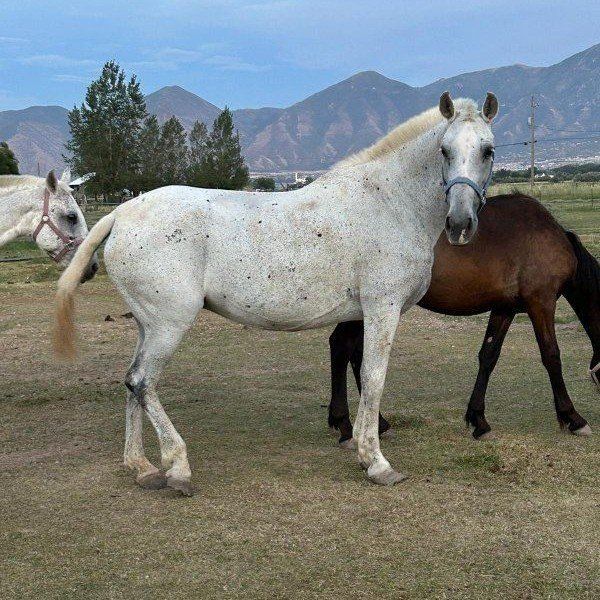 Cloud (Andalusian grade mare)