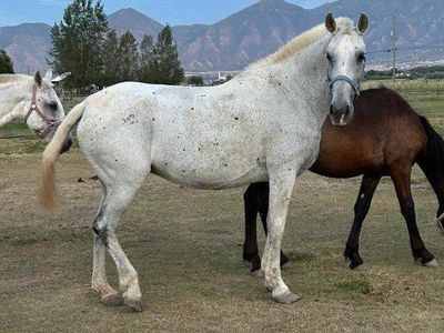 Cloud (Andalusian grade mare)