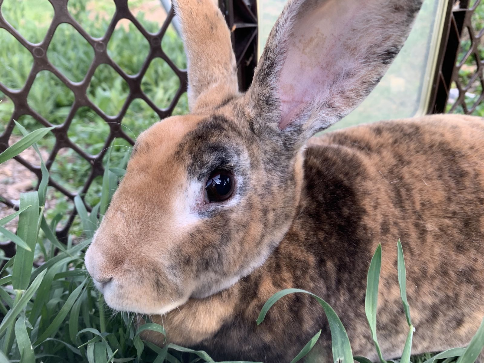 Purebred Standard Rex Rabbit For Sale