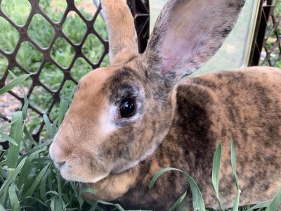 Purebred Standard Rex Rabbit For Sale