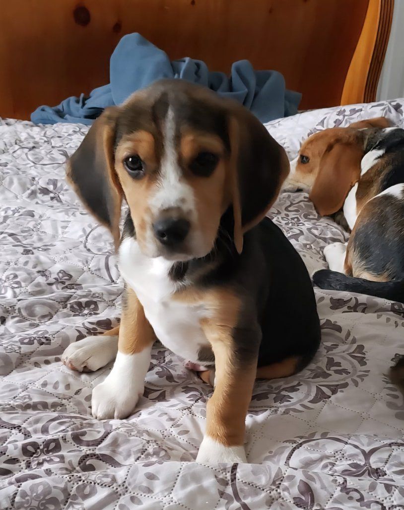 AKC BEAGLE PUPPIES